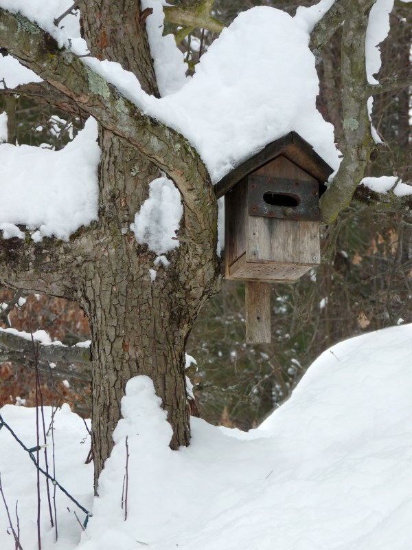 Birdhouse in the snow