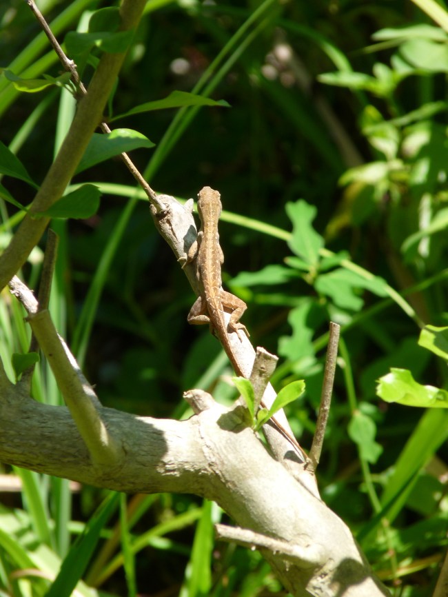 Lizard - Gumbo Limbo Nature Center