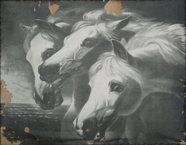 Horses