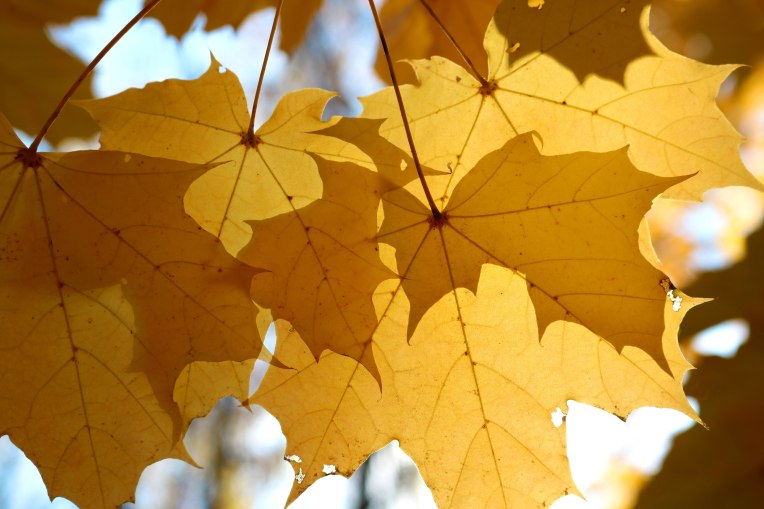 yellow_maple_leaves